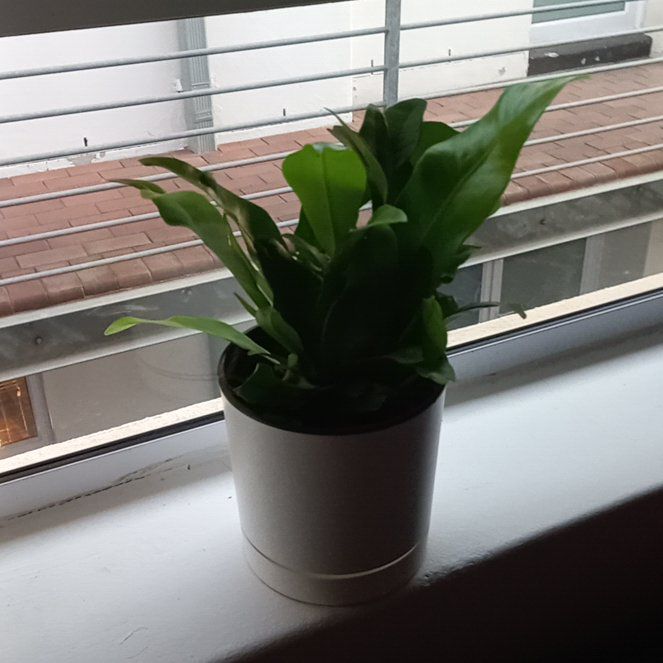 Photo of the plant species Green Flame by @BetterCannalily named Mollie on Greg, the plant care app