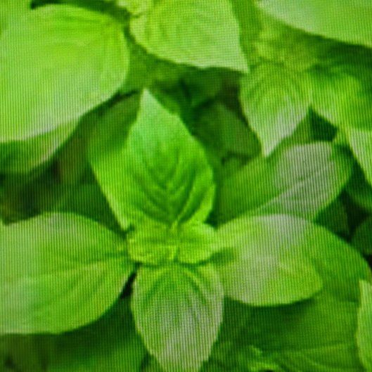 Photo of the plant species Mrs. Burns' Lemon Basil by @KeenAnise18 named Marley on Greg, the plant care app