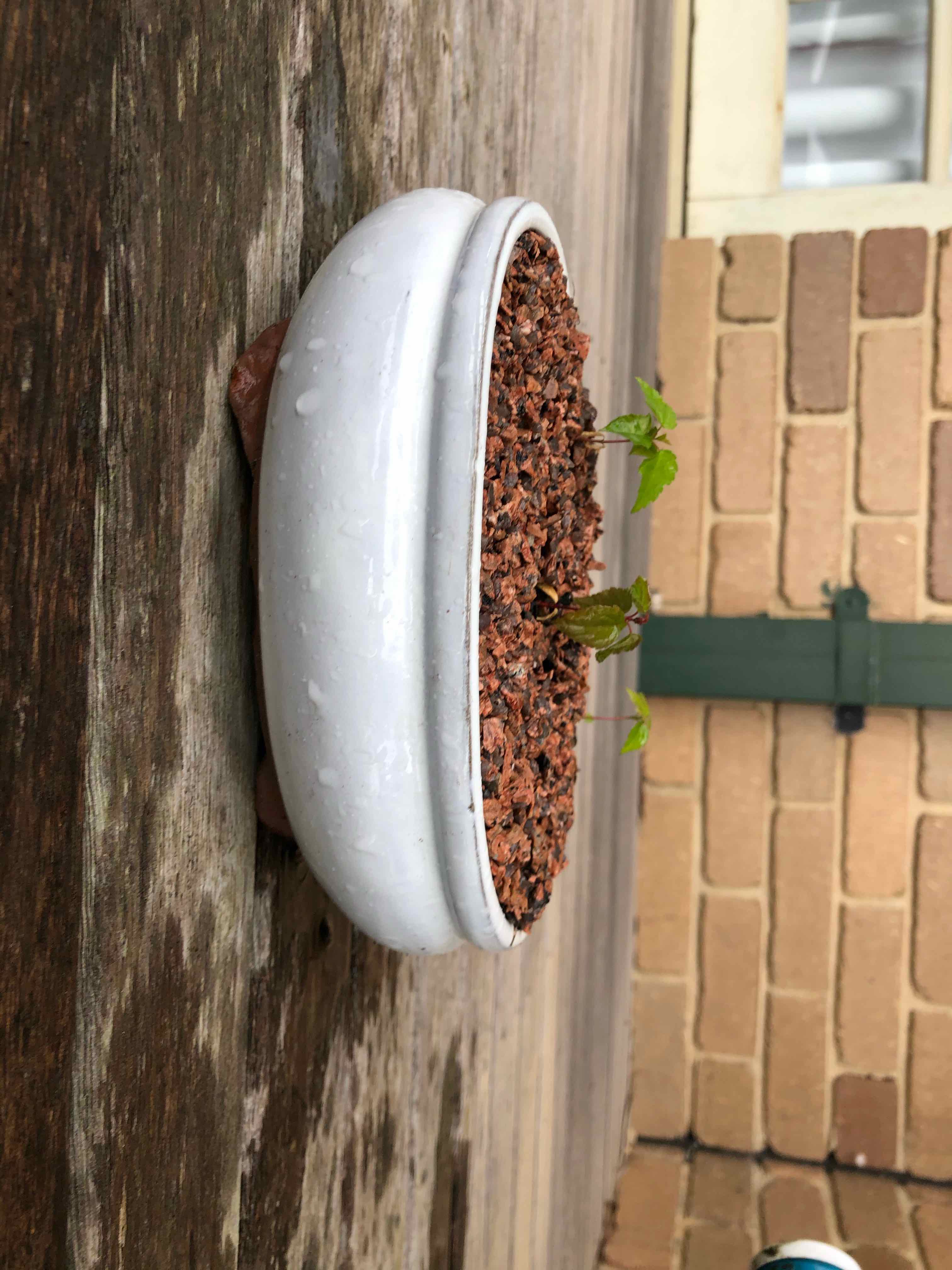 Young Ficus Bonsai plant in a white pot with visible soil, against a brick wall and wooden surface.