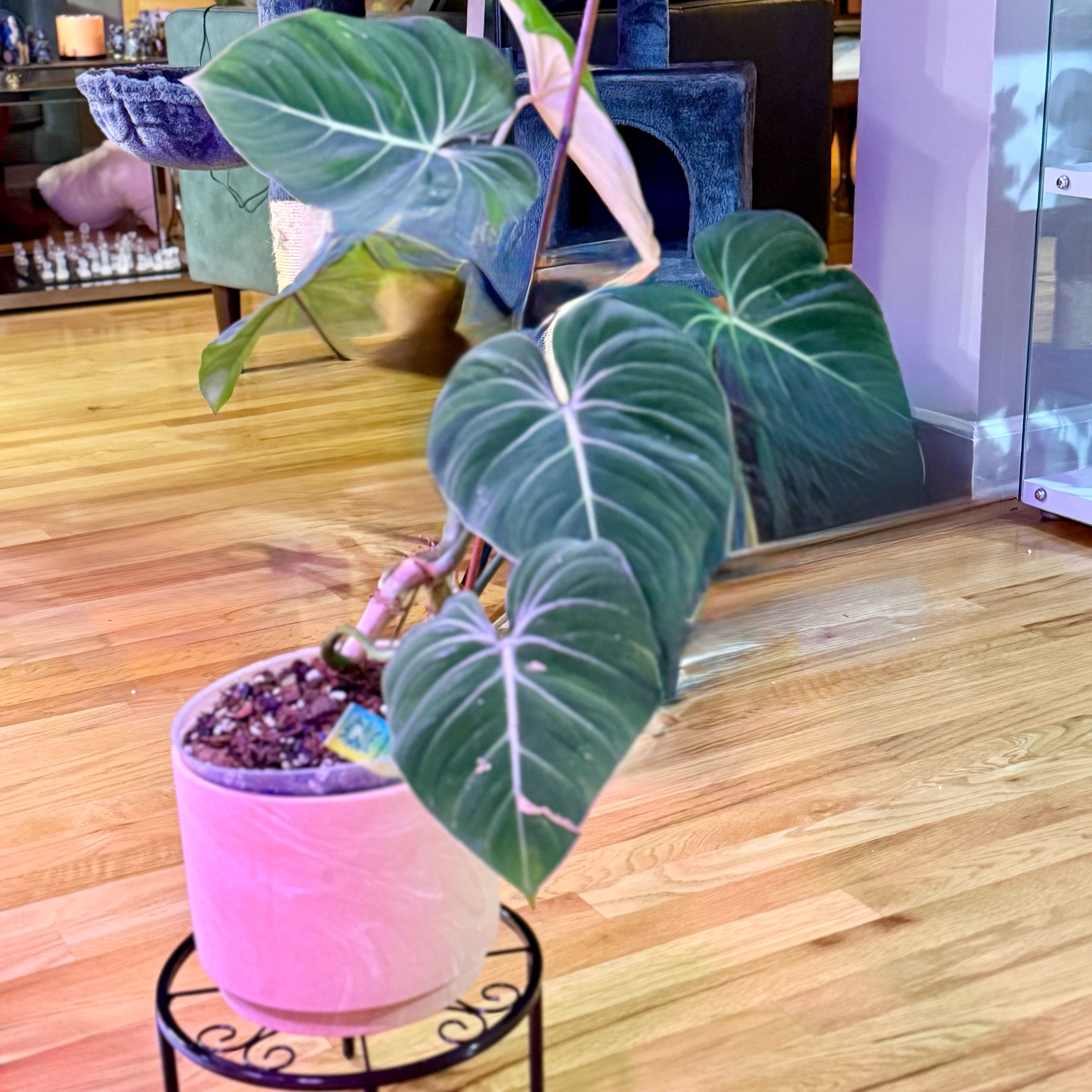 Photo of the plant species Philodendron Gloriosum Zebra by @PlantyBel named Gaga on Greg, the plant care app