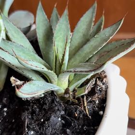 Photo of the plant species Mangave 'Bloodspot' by @BestRockjuniper named Marilyn on Greg, the plant care app
