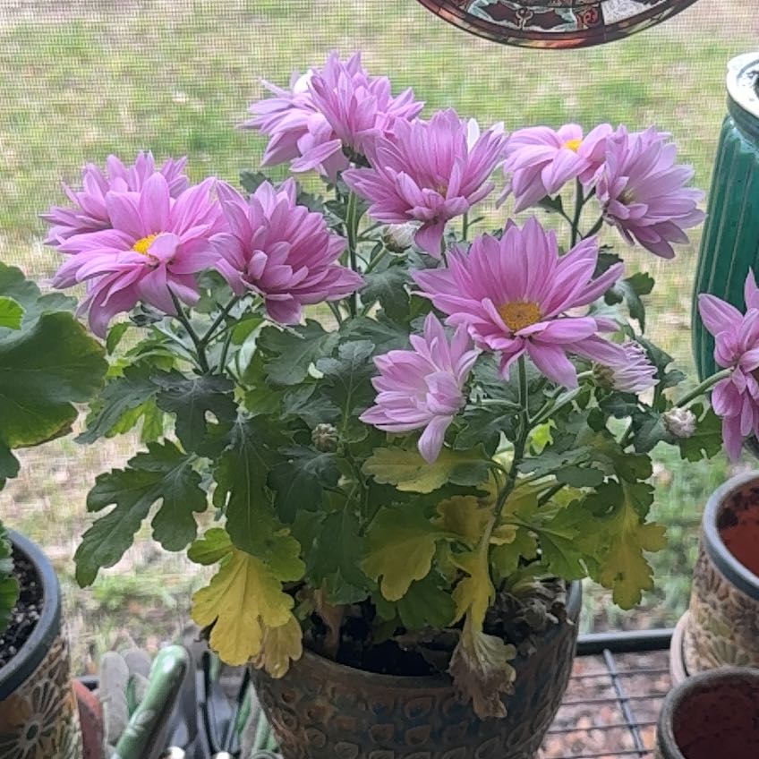 Photo of the plant species Chrysanthemum by @helloasher named Isabella on Greg, the plant care app