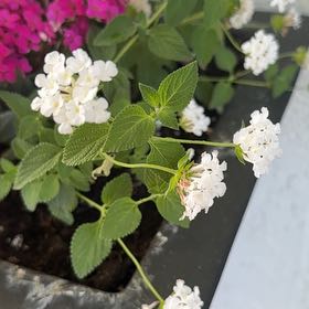 Photo of the plant species Trailing Lantana by @helloasher named Madonna on Greg, the plant care app