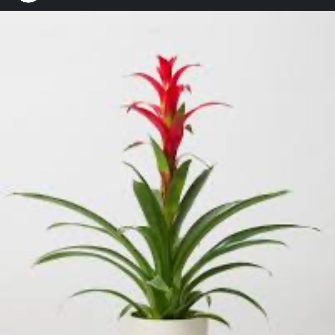 Photo of the plant species Scarlet Star by @RelevantRosilla named Coco on Greg, the plant care app