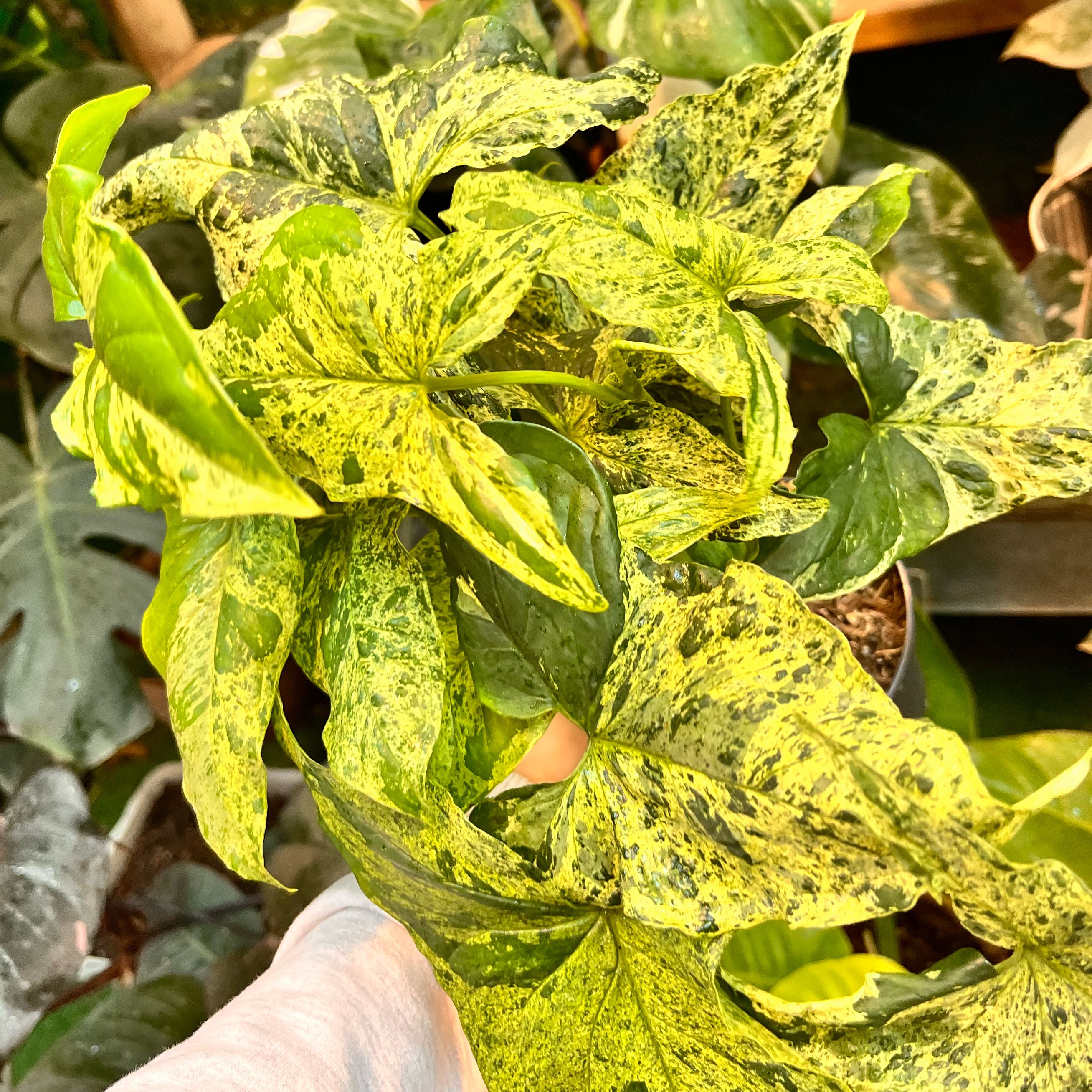 Photo of the plant species arrow head vine by @Theplantloverrr named Aristotle on Greg, the plant care app