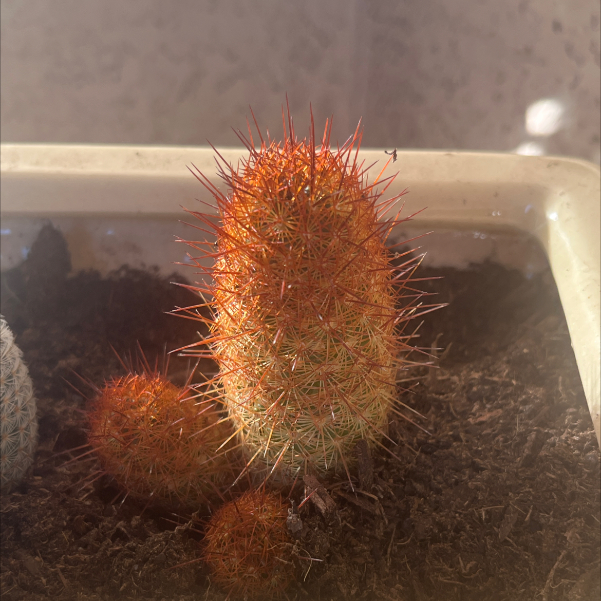 Maractus