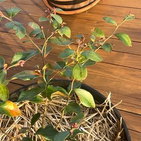 Photo of the plant species Ochlockonee Rabbiteye Blueberry by @ModelPotato75 named Aria on Greg, the plant care app