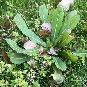 Photo of the plant species Cutleaf Teasel by @MajorPileasugar named Demi on Greg, the plant care app
