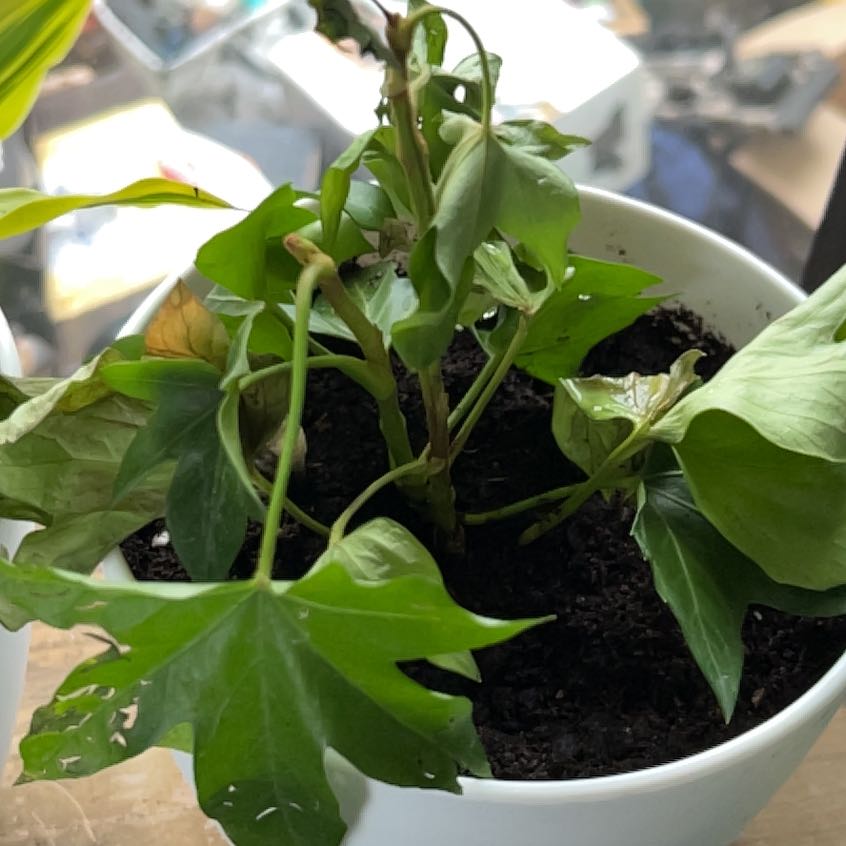 Photo of the plant species Ivy Tree by @HopefulPignut95 named Rosa on Greg, the plant care app