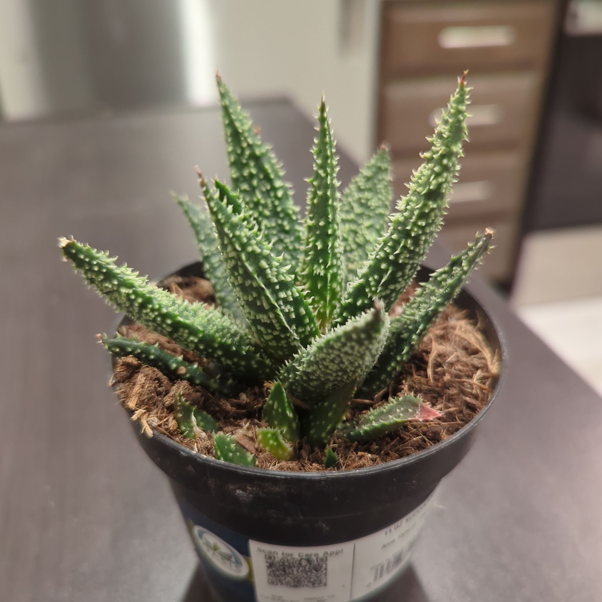 Photo of the plant species Gasteraloe 'Tarantula' by @BitterBeanz26 named Groot Jr. on Greg, the plant care app