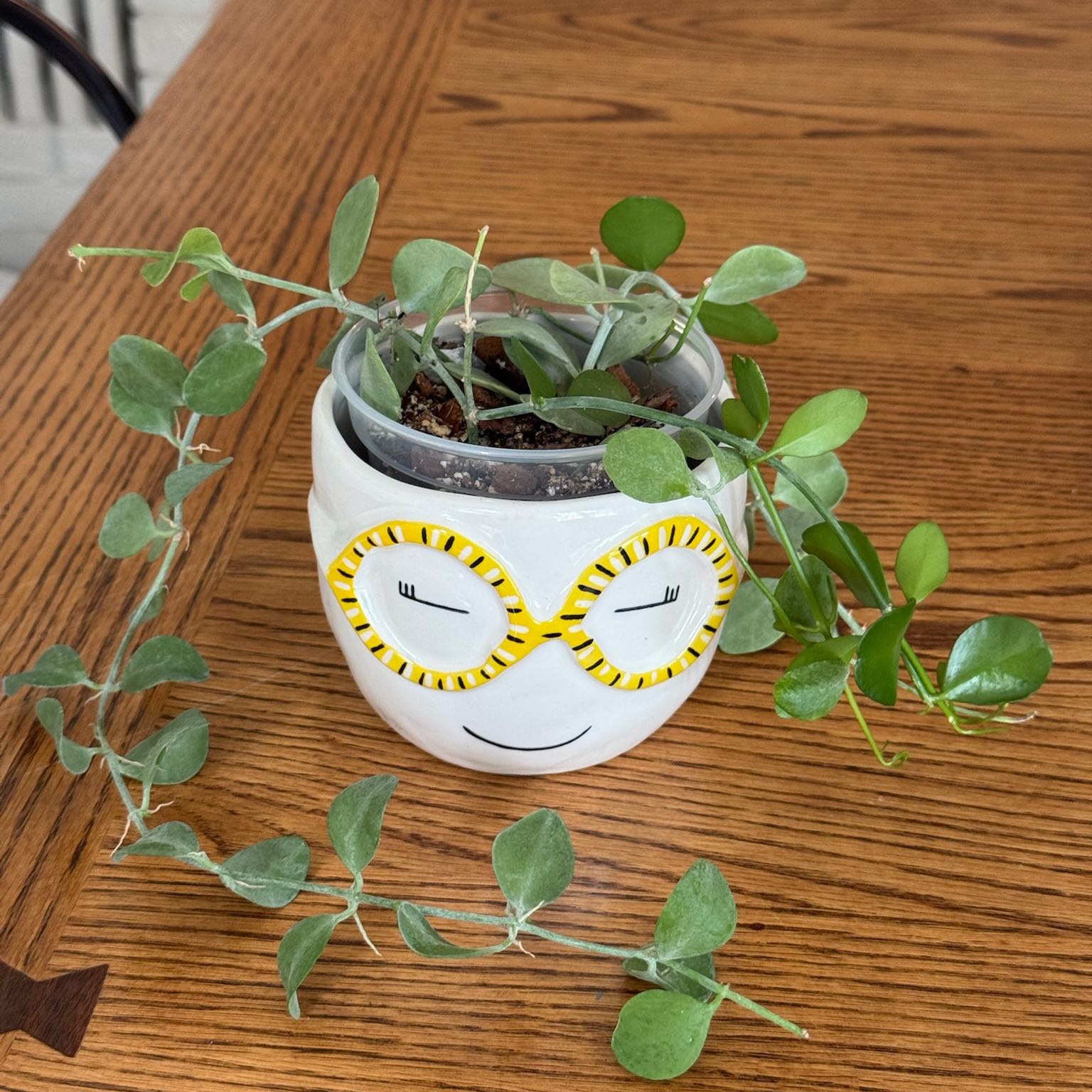 Photo of the plant species Dischidia by @RadRedfir66 named Terra on Greg, the plant care app