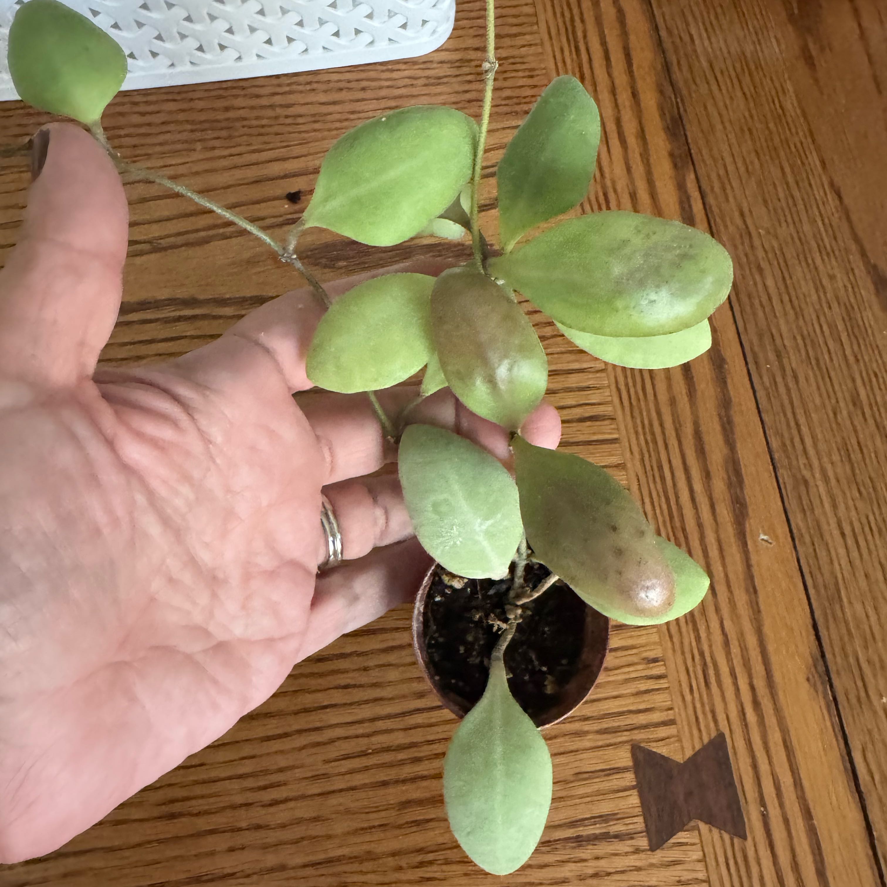 Photo of the plant species Hoya GPS 7240 by @RadRedfir66 named Emerson on Greg, the plant care app