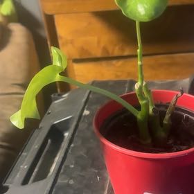 Photo of the plant species Peperomia Camouflage by @LordlyLukasikii named Professor Plant on Greg, the plant care app