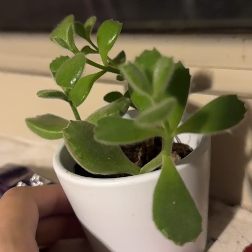 Clooney
