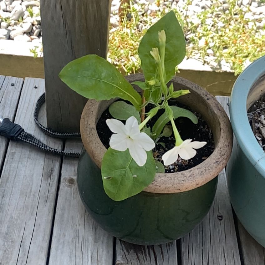 Photo of the plant species Nicotiana by @YokeSalal68 named tobbaco on Greg, the plant care app