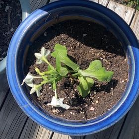 Photo of the plant species Nicotiana by @YokeSalal68 named tobbaco on Greg, the plant care app