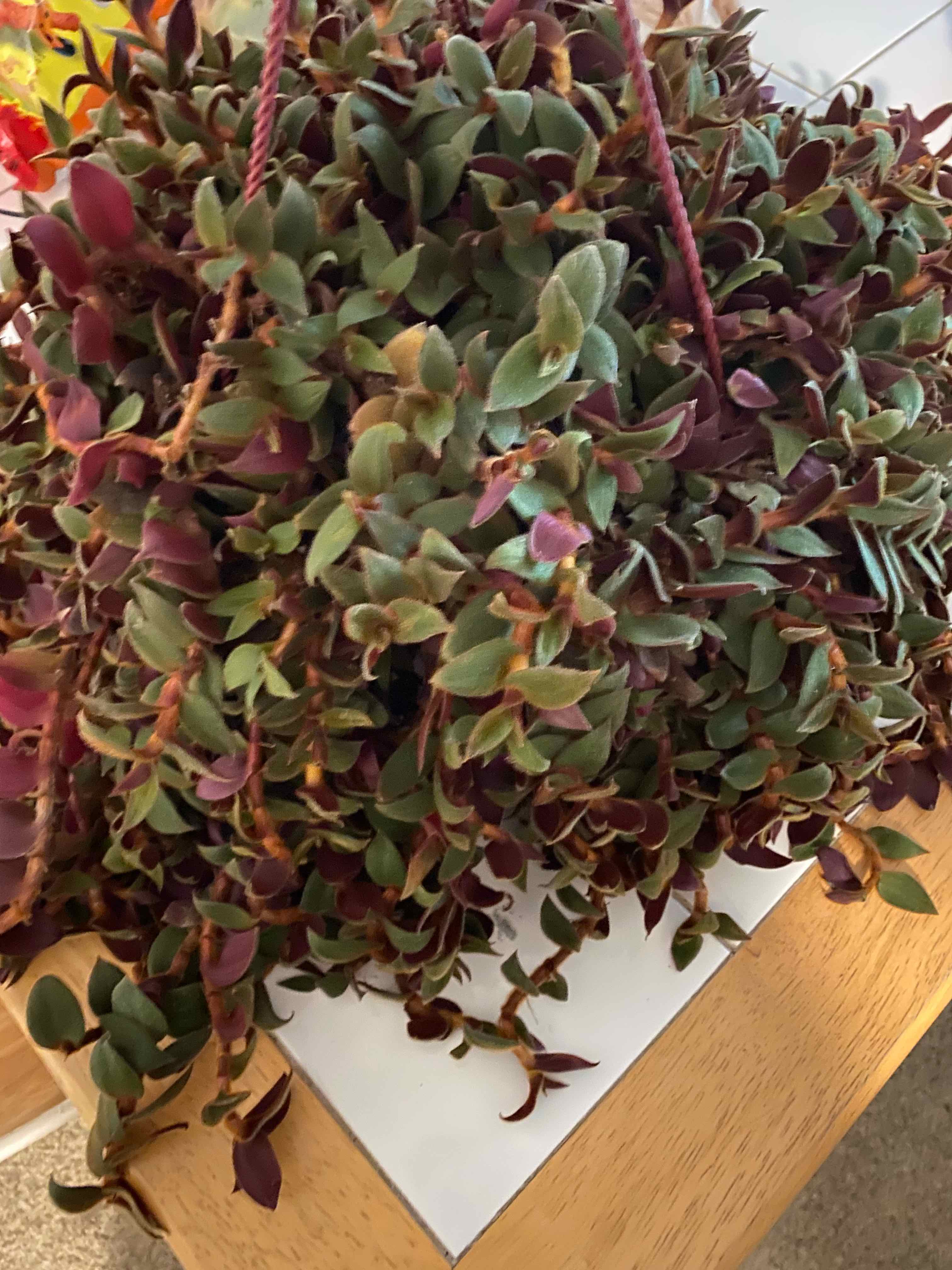 Hanging Teddy Bear Vine with some browning and yellowing leaves.