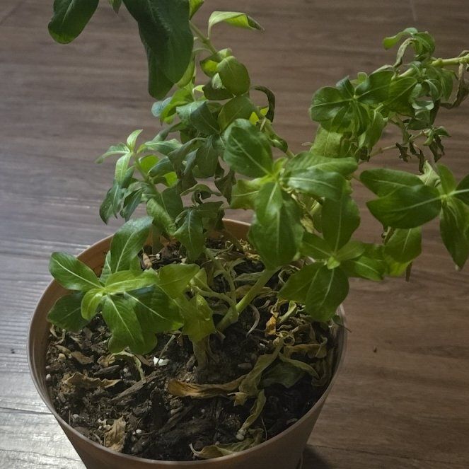 Photo of the plant species Periwinkles by @HeroDandelion98 named Muhammad Ali on Greg, the plant care app
