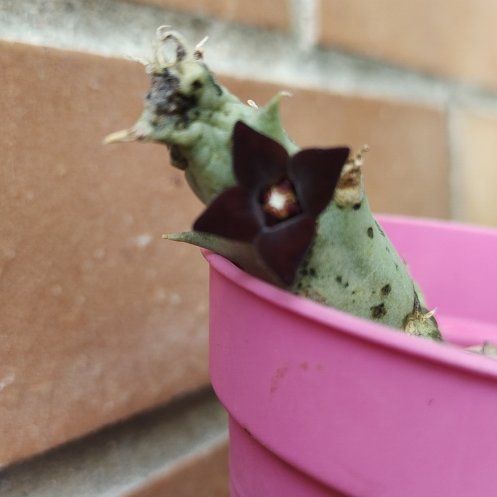 Photo of the plant species shrimp clamp by @TopPalmier32 named Caralluma on Greg, the plant care app