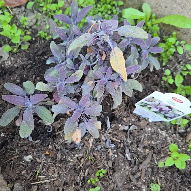 Photo of the plant species Purple Sage by @DandyEllisia93 named Walt on Greg, the plant care app