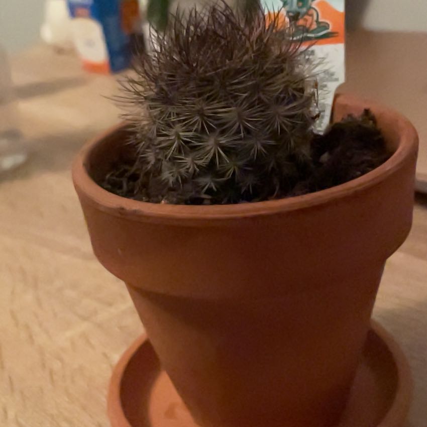 Photo of the plant species Eriosyce by @HeroineCashew44 named Pax on Greg, the plant care app