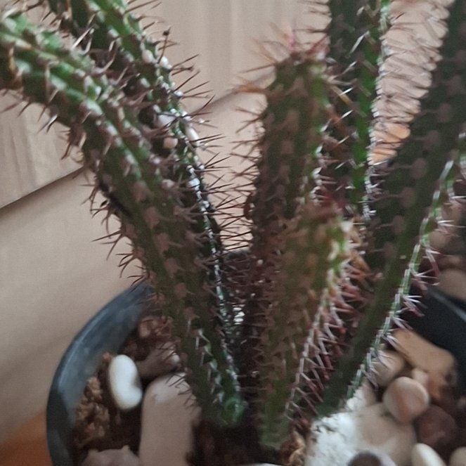 Photo of the plant species Euphorbia baioensis by @oliviaaamarlen named Coco on Greg, the plant care app