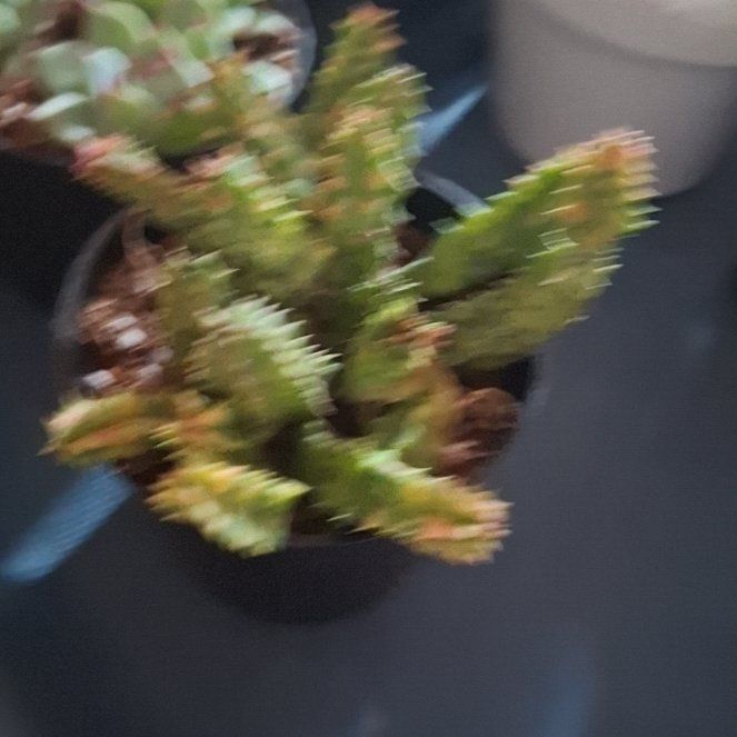 Photo of the plant species Variegated Lifesaver Plant by @oliviaaamarlen named Mollie on Greg, the plant care app
