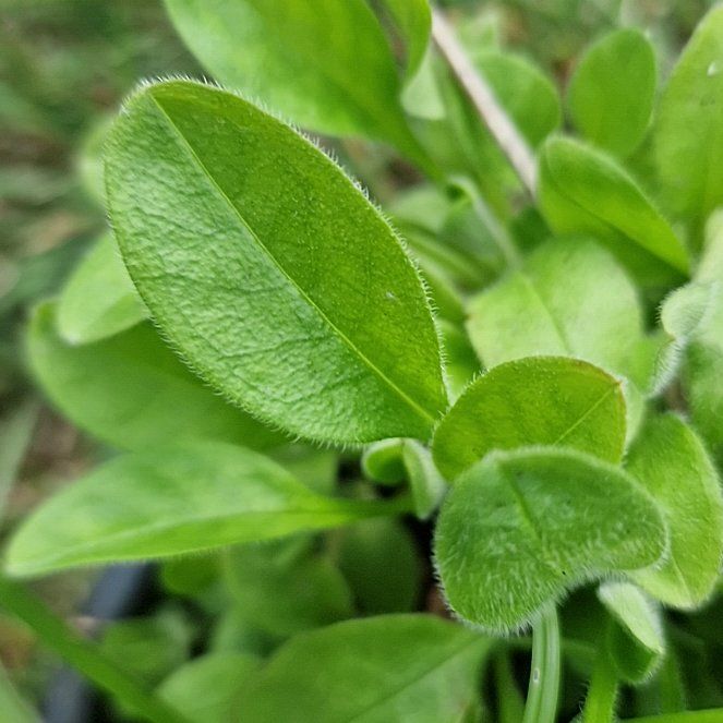 Photo of the plant species Broadleaf Forget-Me-Not by @GemPepper53 named Bieber on Greg, the plant care app