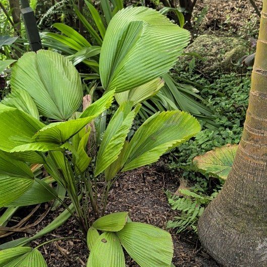 Photo of the plant species Panama Hat Plant by @GemPepper53 named Figyonce on Greg, the plant care app