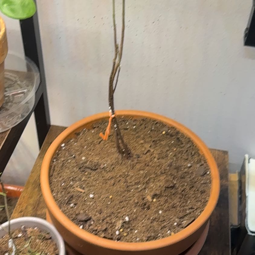 Photo of the plant species Maple Tree by @FarmerToast named Robert Plant on Greg, the plant care app