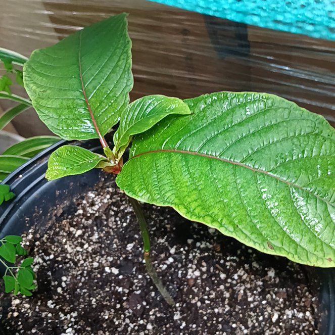 Photo of the plant species Kratom by @BoldBlackpoplar named Kobe #2 on Greg, the plant care app