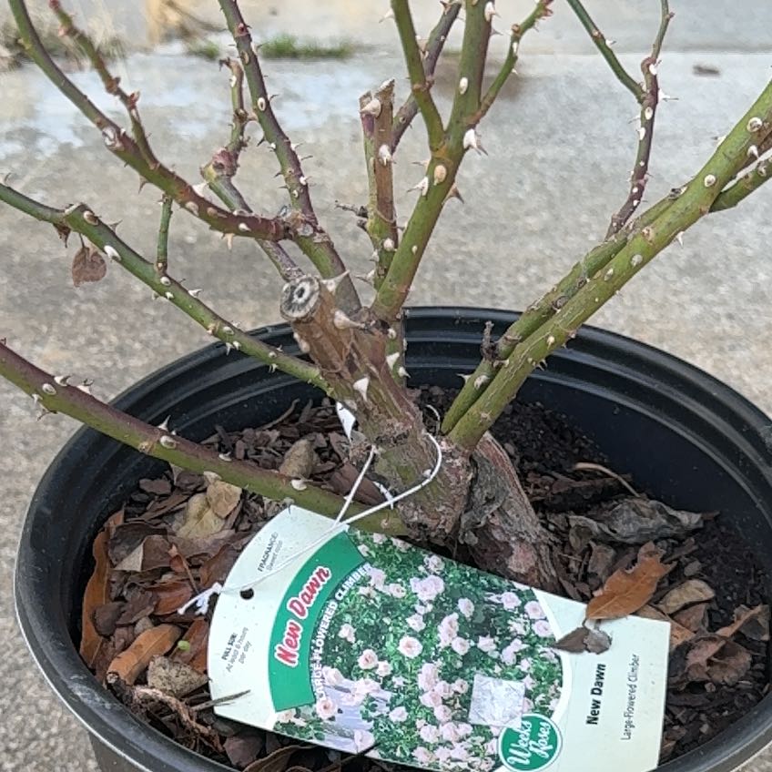 Photo of the plant species climbing rose new dawn by @AngelAloepepe29 named LiloStitch on Greg, the plant care app