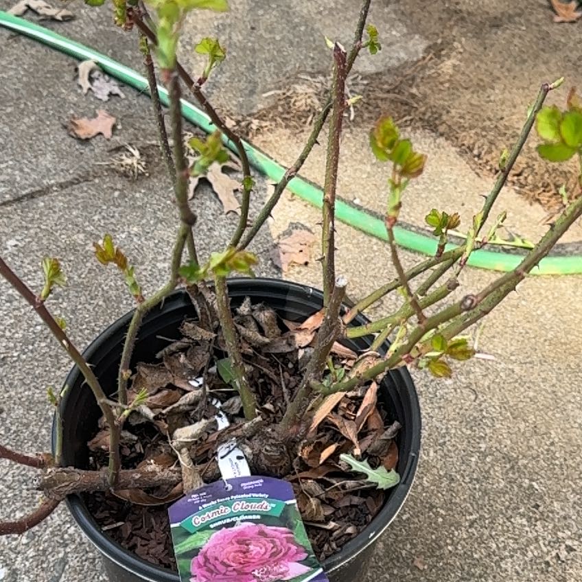 Photo of the plant species Rosa 'Cosmic Clouds' by @AngelAloepepe29 named Maya on Greg, the plant care app