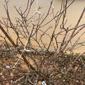 Photo of the plant species Rosa 'Cloud 10' by @AngelAloepepe29 named Orlando Bloom on Greg, the plant care app