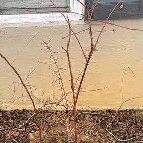 Photo of the plant species BlueBerry by @AngelAloepepe29 named Delilah on Greg, the plant care app
