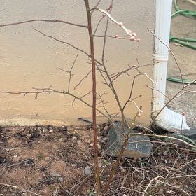 Photo of the plant species BlueBerry by @AngelAloepepe29 named Rihanna on Greg, the plant care app