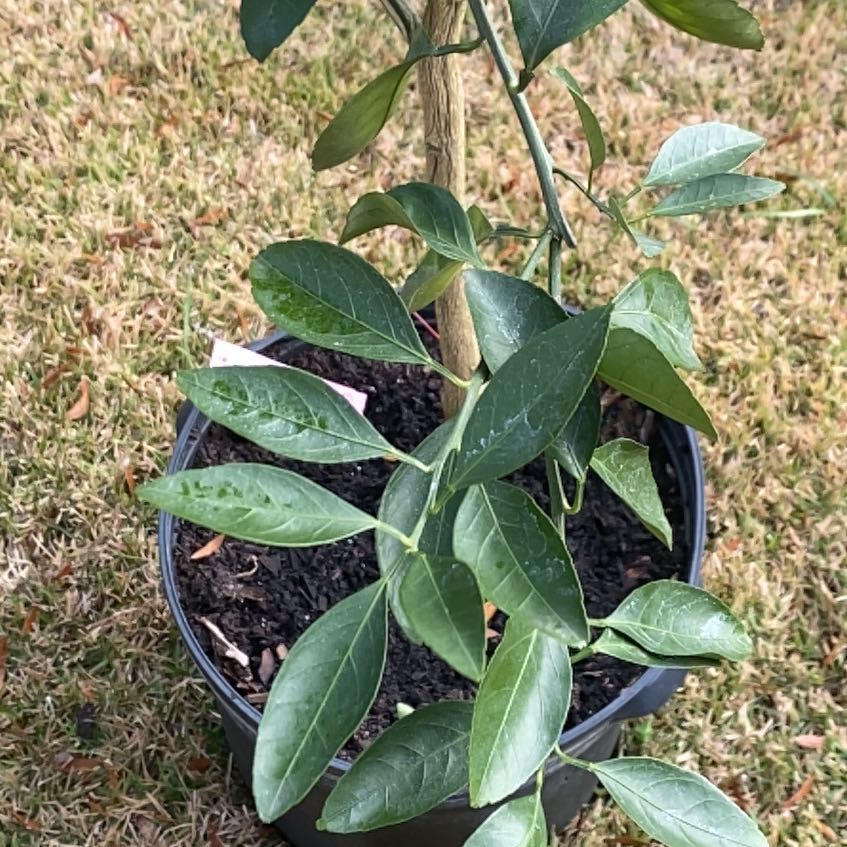 Photo of the plant species Owari Satsuma Tree by @AblePalepuma38 named Keanu Leaves on Greg, the plant care app