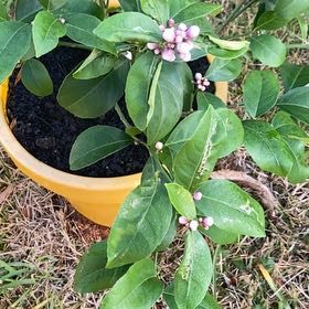 Photo of the plant species Meyer Lemon Tree by @AblePalepuma38 named Lebron on Greg, the plant care app
