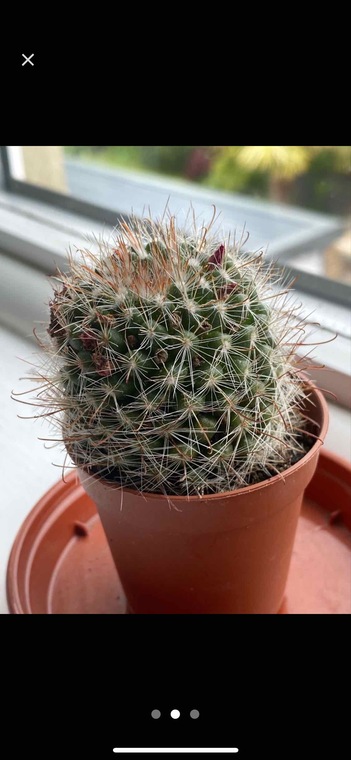 Potted Old Lady Cactus on a windowsill, healthy with prominent spines.