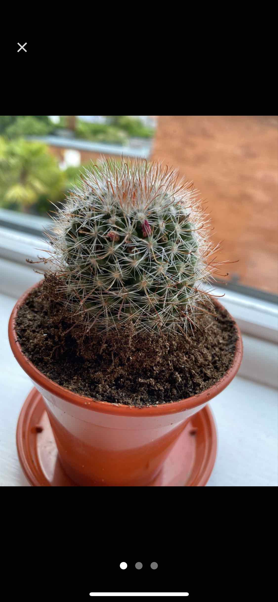 Old Lady Cactus in a pot with visible soil, well-framed and in focus.