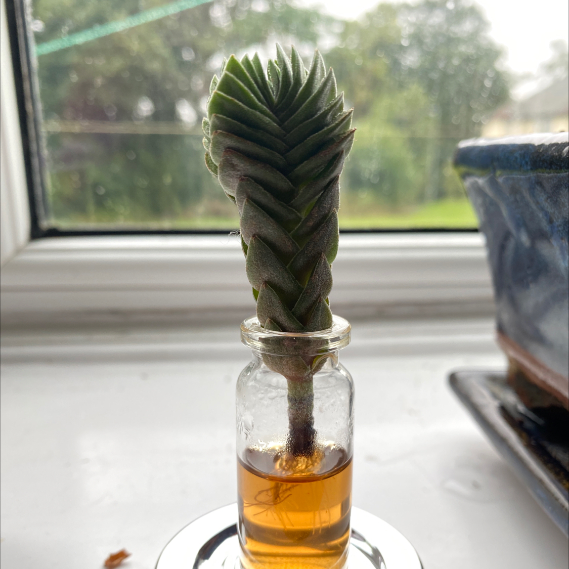 Crassula 'Buddha's Temple' plant in a small glass container with liquid, placed on a windowsill.
