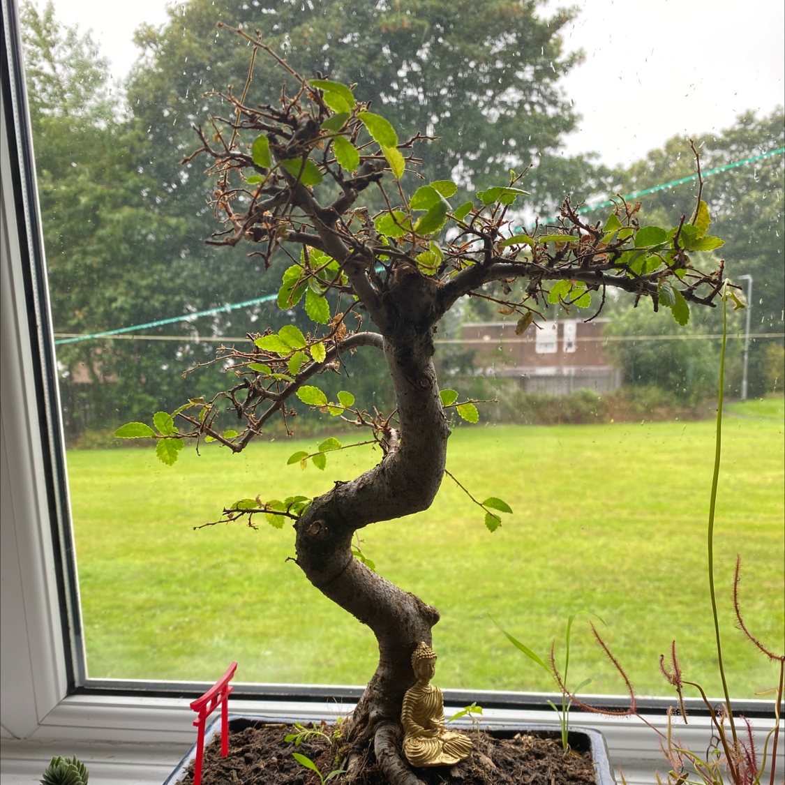 A healthy Chinese Elm bonsai tree with twisted trunk and small green leaves, in a shallow pot on a windowsill.
