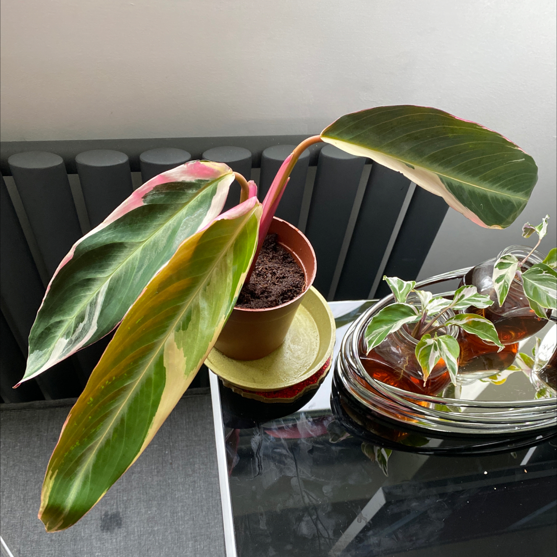 Stromanthe sanguinea 'Tricolor' plant with yellowing and browning leaves in a pot.