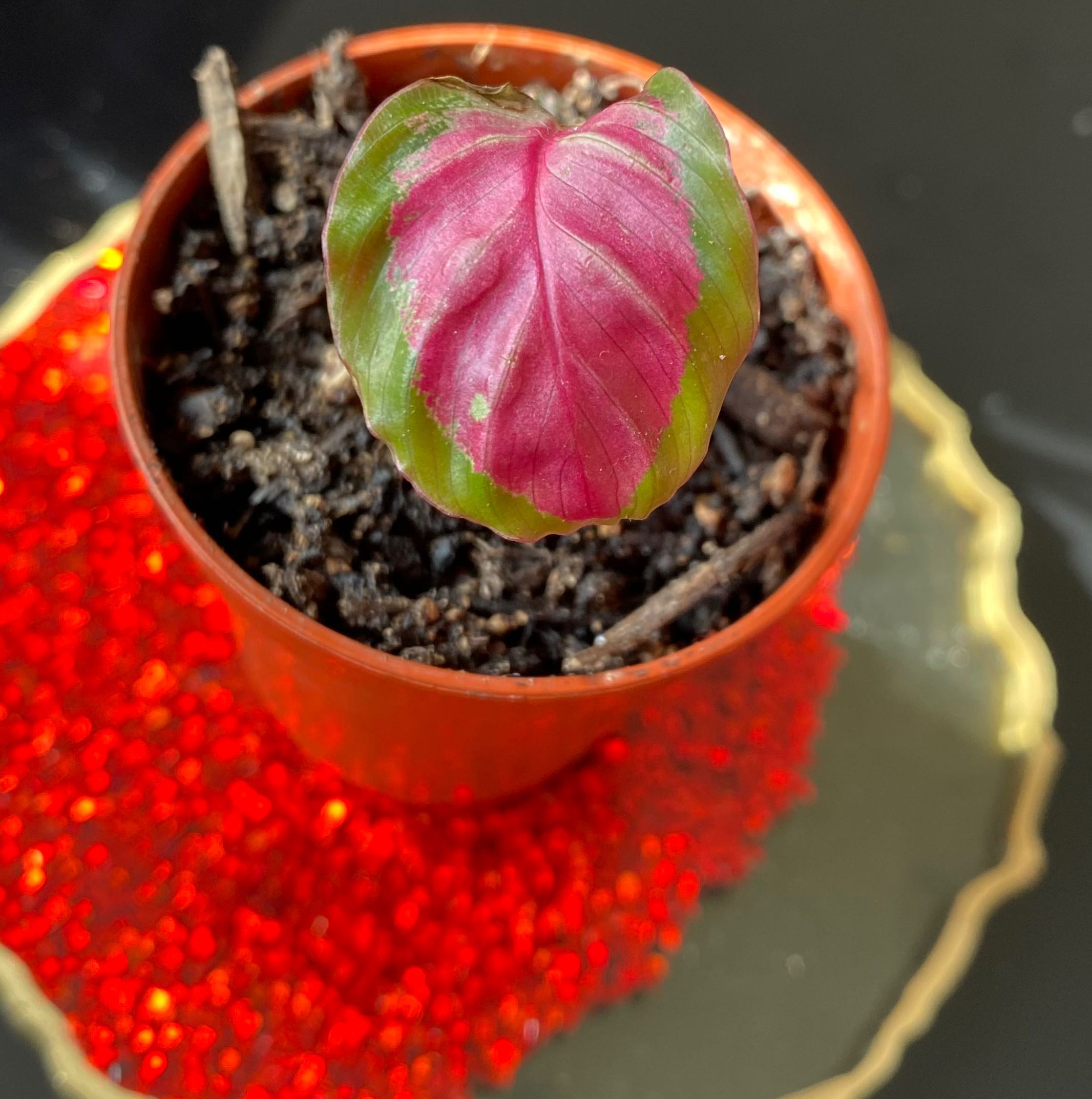 Calathea Rosy plant in a pot with visible soil, showing a single leaf with pink and green coloration.