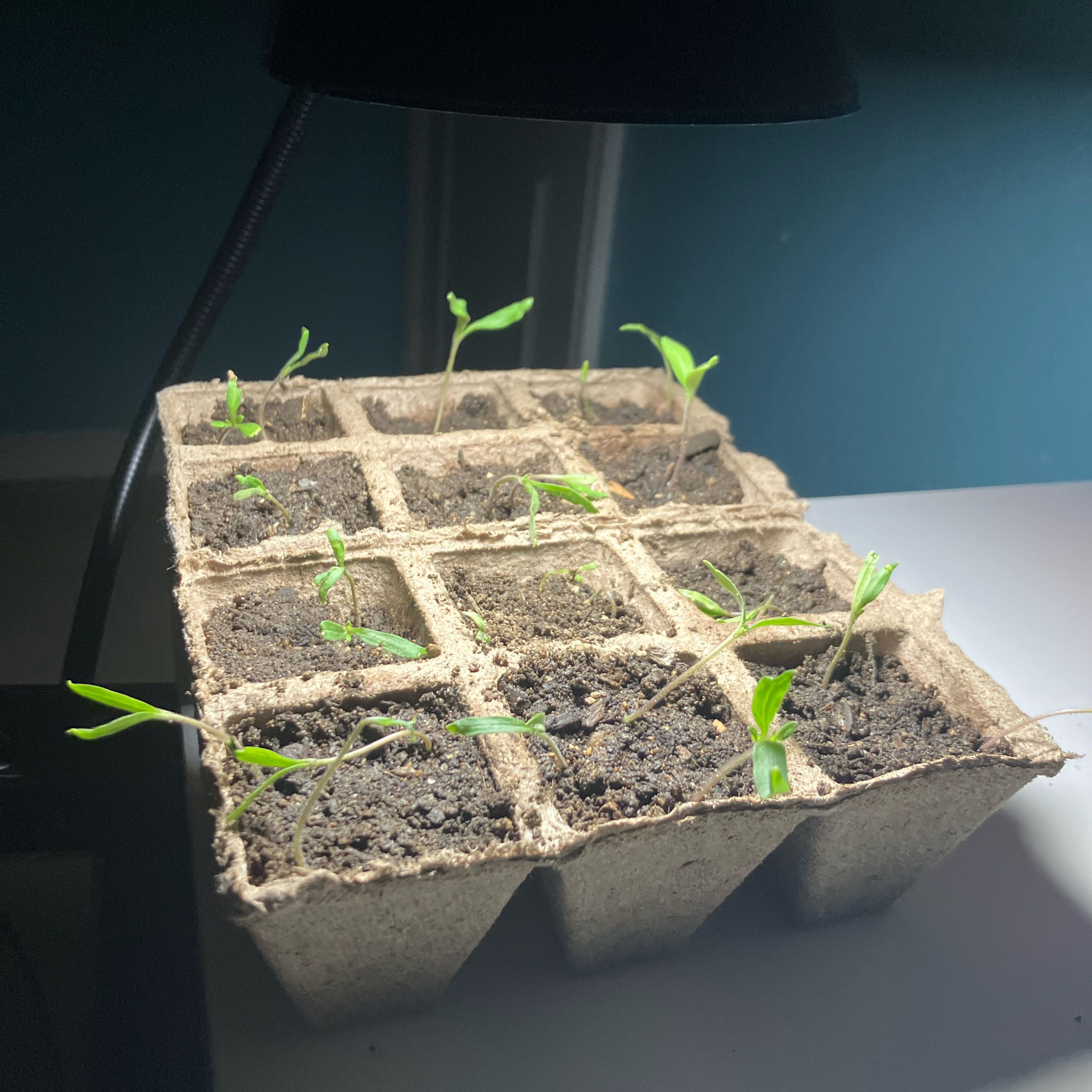 Plant care for Amazing Browallia on Greg, the plant care app