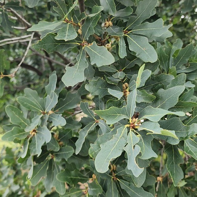 Photo of the plant species English Oak by @StatelyKawakawa named Gates on Greg, the plant care app