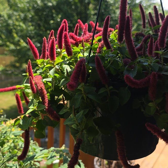 Photo of the plant species Chenille Plant by @BlazingNeem named Harmony on Greg, the plant care app