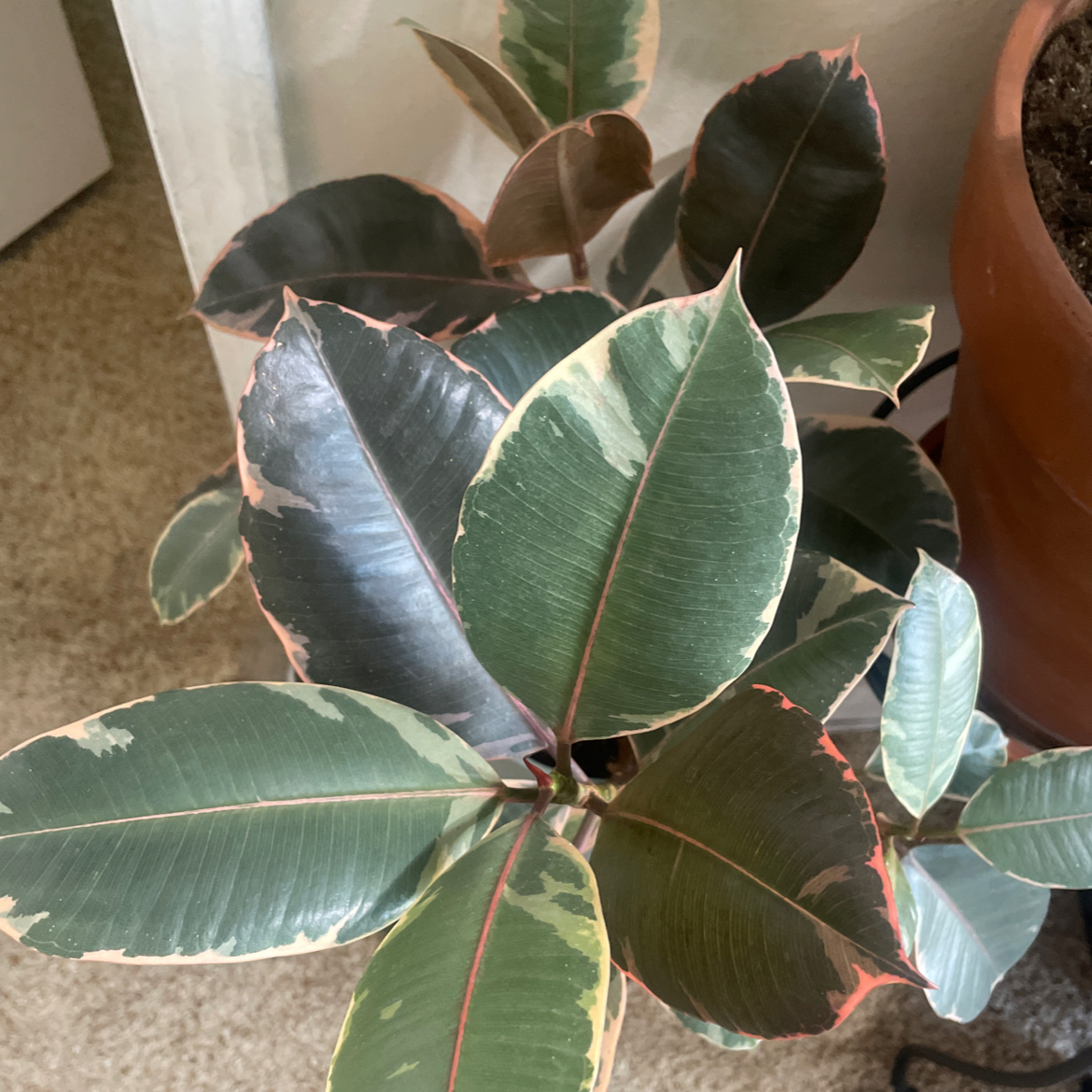 Photo of the plant species Ruby Rubber by @LushLeaves25 named Athena on Greg, the plant care app