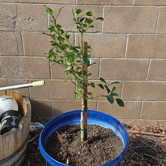 Photo of the plant species New Zealand Lemonade Tree by @plantsleanleft named Shakira on Greg, the plant care app