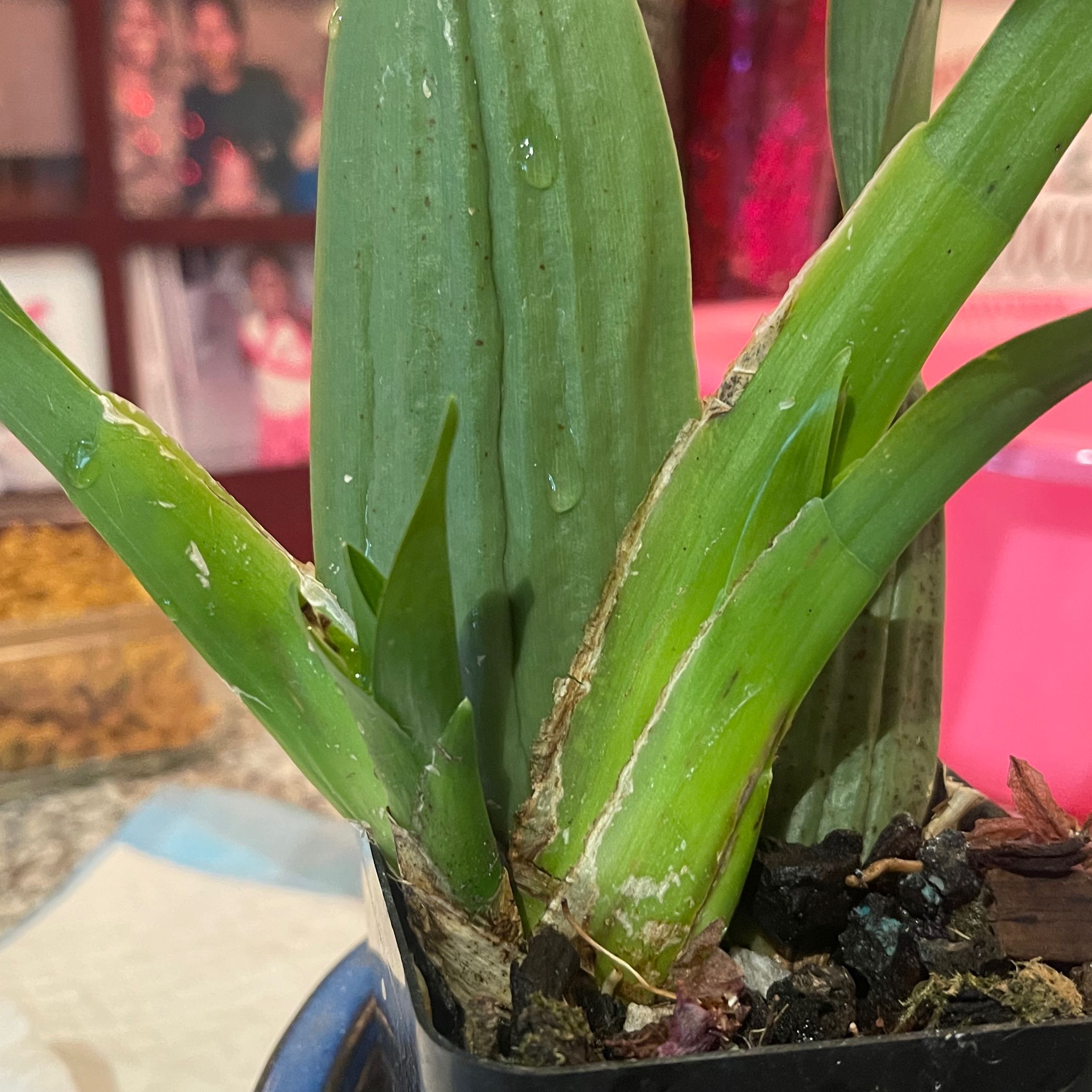 Photo of the plant species Heaven Scent Redolence Orchid by @StellarPinoak61 named Clooney on Greg, the plant care app